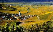 美国纳帕谷开始采收2013年葡萄