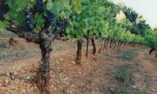 伟大的葡萄酒都出自哪类土壤？