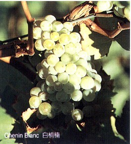 白诗南（百诗难、白肖楠）——Chenin Blanc