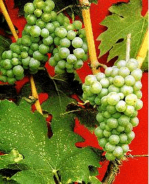 贵人香（意斯林、薏丝琳、威尔士雷司令）——Italian Riesling