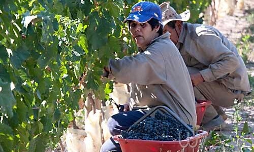 阿根廷成为全球第九大葡萄酒出口国