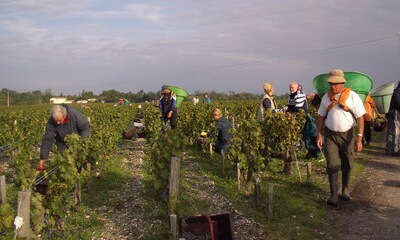法国2012年份葡萄酒产量品质优于2011年