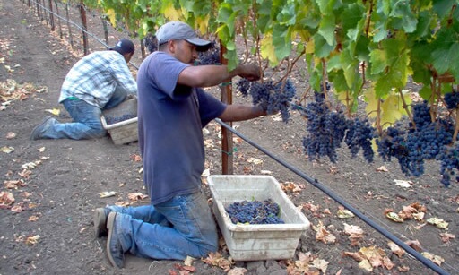 迟来2012年波尔多葡萄收成正在进行，有望获得高质葡萄酒